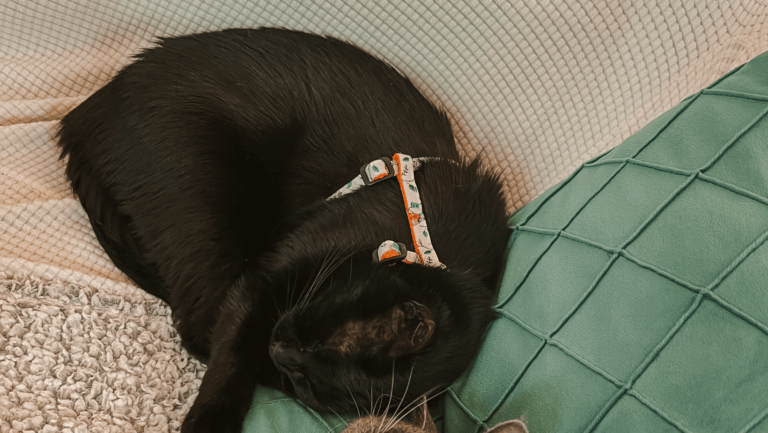 How I started harness training Tzatziki