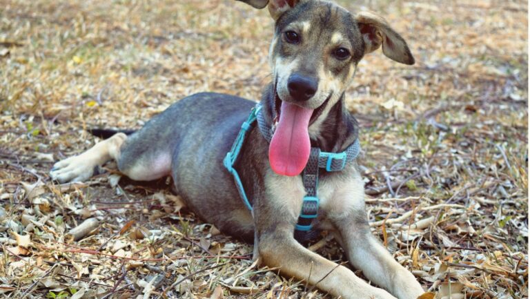 How to do PR for your animal shelter?