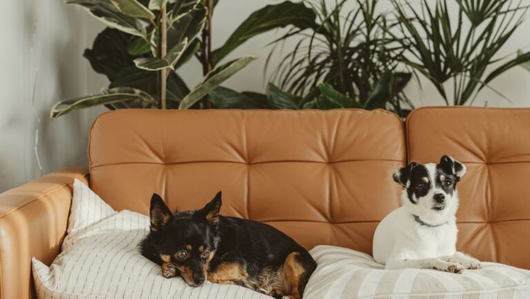 How to pitch your product as a pet business?